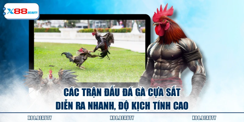 Các trận đấu đá gà cựa sắt diễn ra nhanh, độ kịch tính cao
