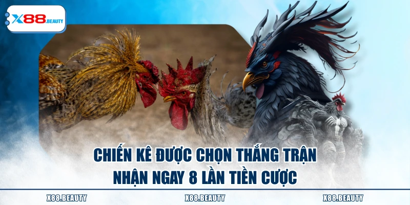 Chiến kê được chọn thắng trận nhận ngay 8 lần tiền cược