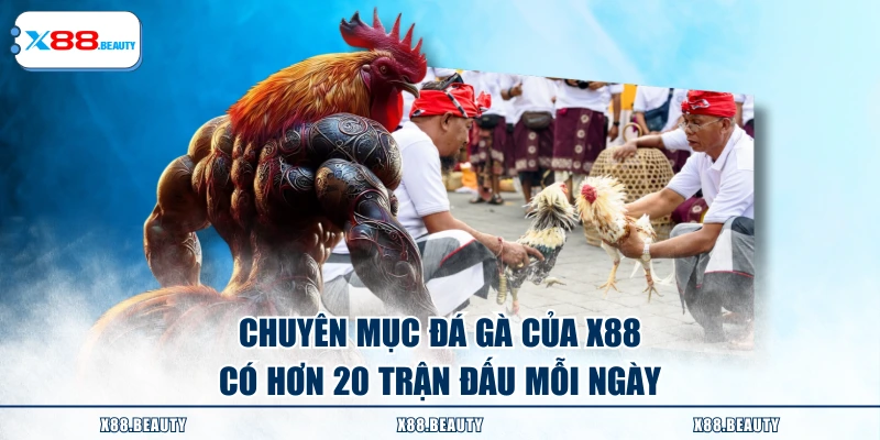 Chuyên mục đá gà của X88 có hơn 20 trận đấu mỗi ngày