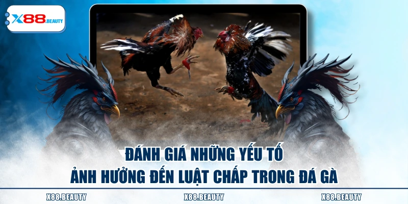 Đánh giá những yếu tố ảnh hưởng đến luật chấp trong đá gà