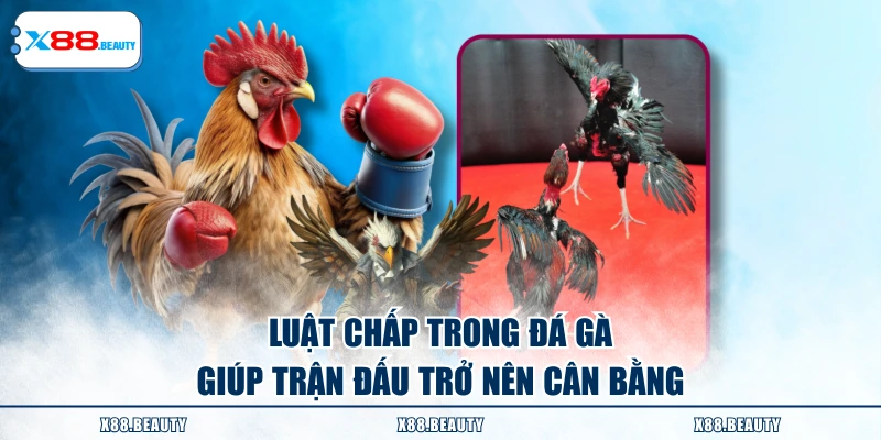 Luật chấp trong đá gà giúp trận đấu trở nên cân bằng