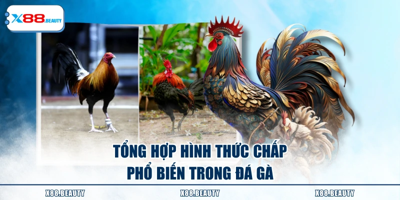 Tổng hợp hình thức chấp phổ biến trong đá gà